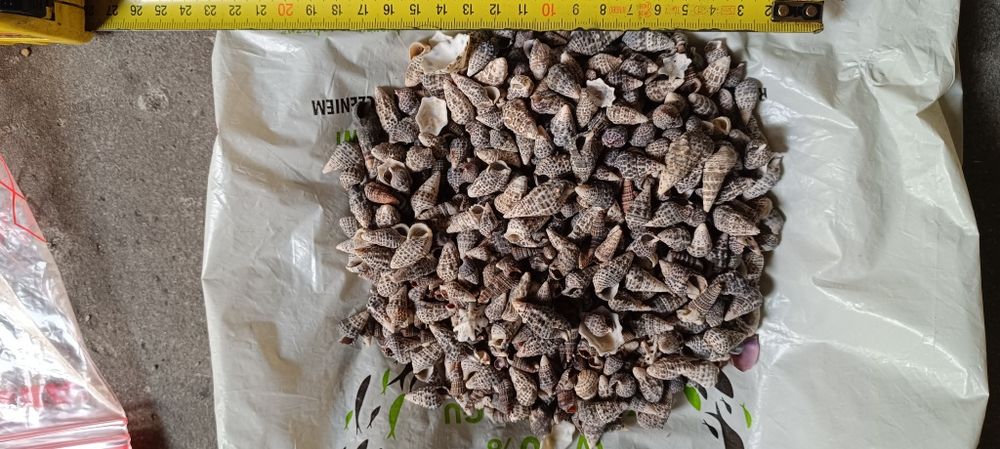 Muszelki do dekoracji lub akwarium