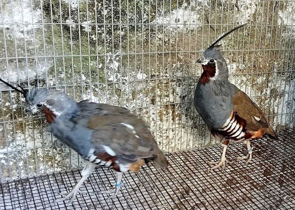 Mountain Quail  ( Perdiz de Montanha )