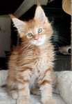 Maine Coon pomorskie