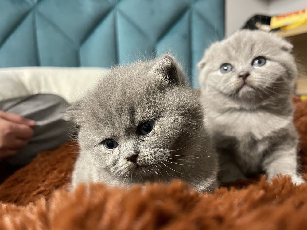 Кошенята шотланські