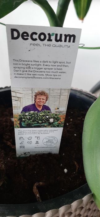 Transport Dracena Cintho duży kwiat 160 cm