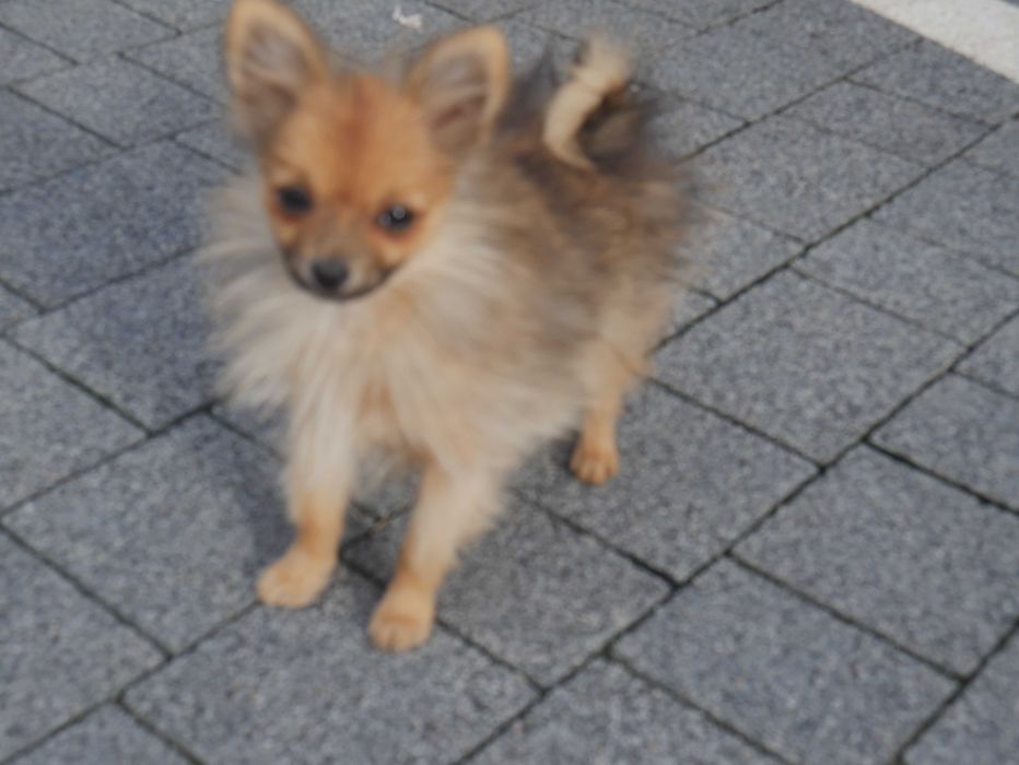 Szpic miniaturowy-Pomeranian