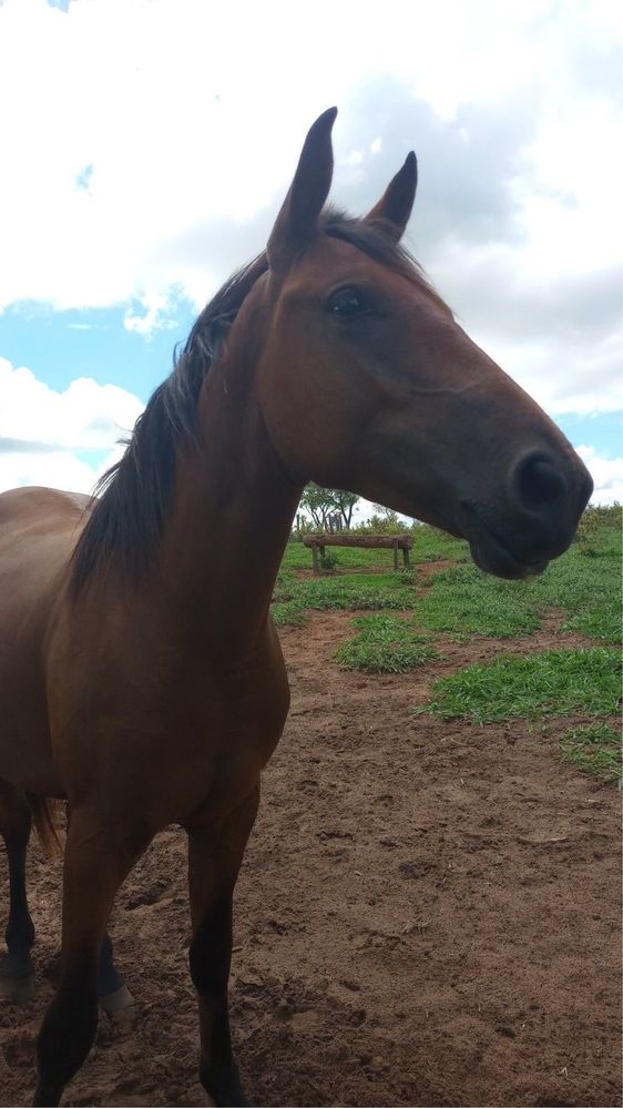 Cavalo jovem castanho escuro e amigavel