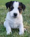 Jack Russell Terrier