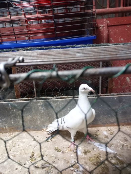 Żałobny perłowy ...