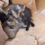 Dá-se gatos para adoção responsável