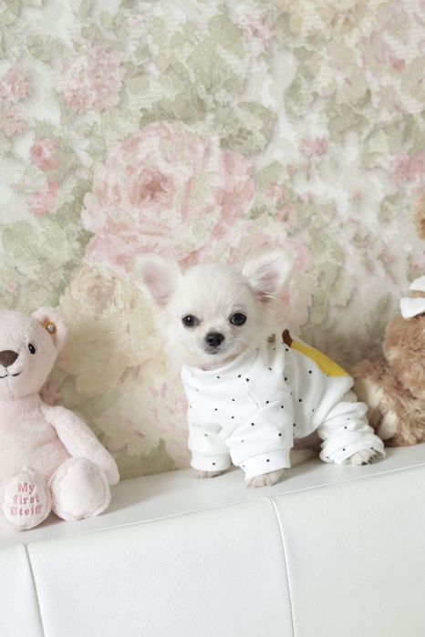 Tea cup chihuahua FCI