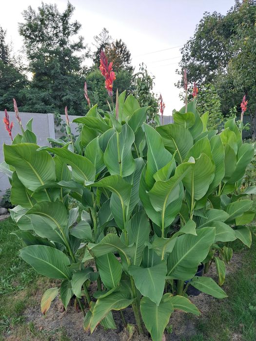 Kanna paciorecznik kłącza