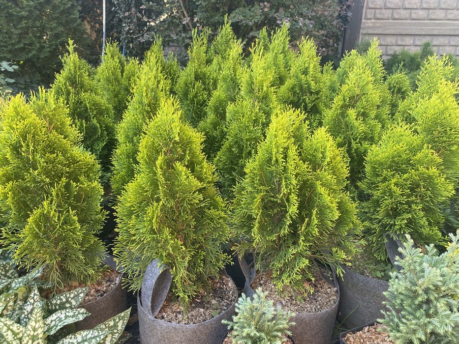 Вечнозелёная туя Смарагд. Хвойные растения .