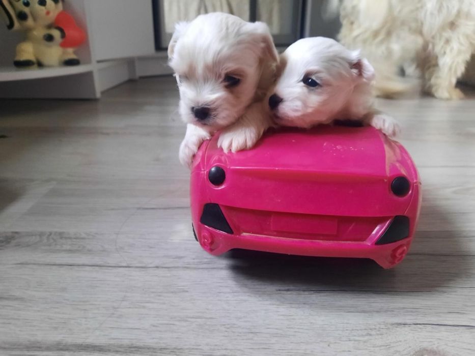 Мальтійська болонка