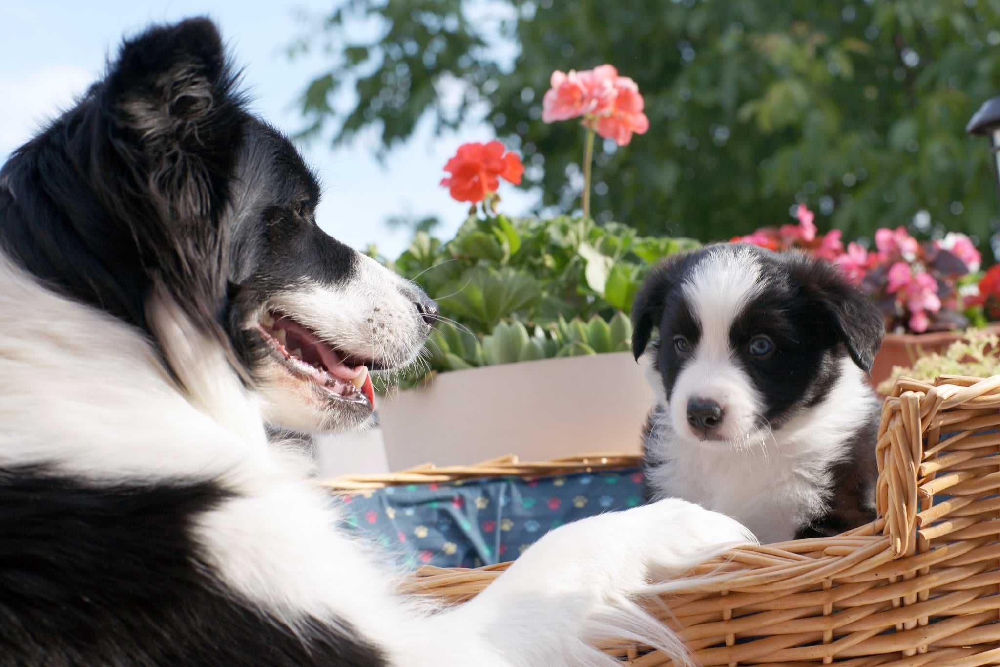 Szczeniak Border Collie