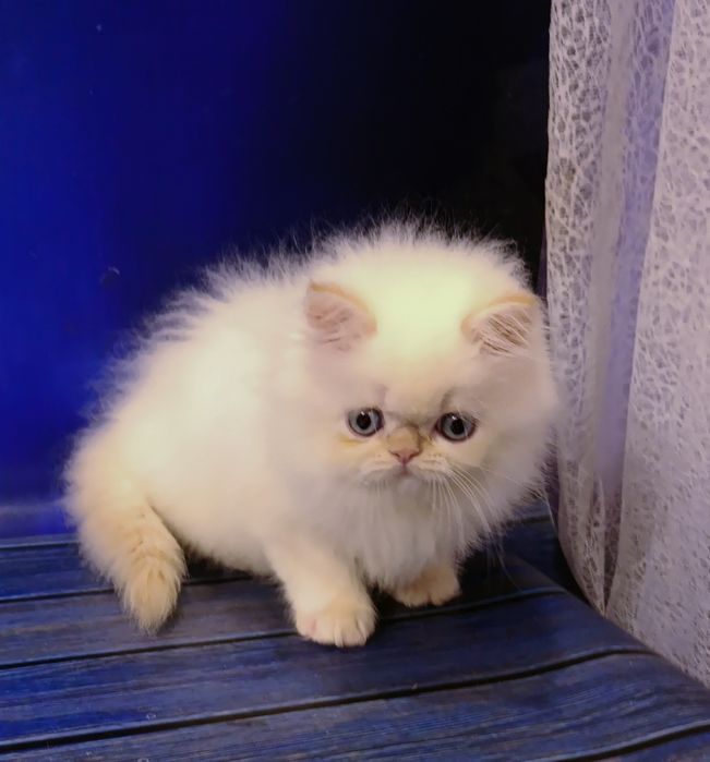 Персидский малыш