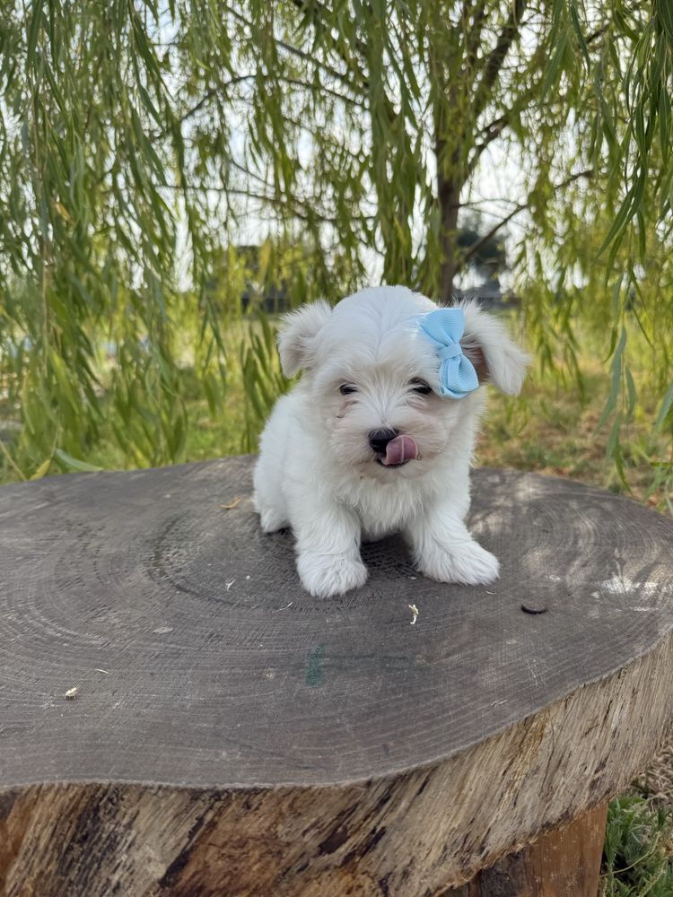 Bichon Maltês fofinha