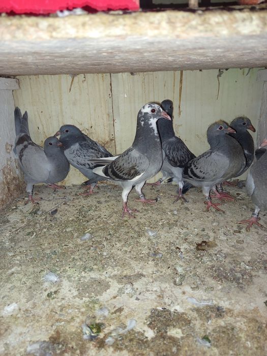 Gołębie pocztowe młode