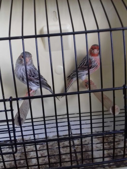 Tenho alguns canarios