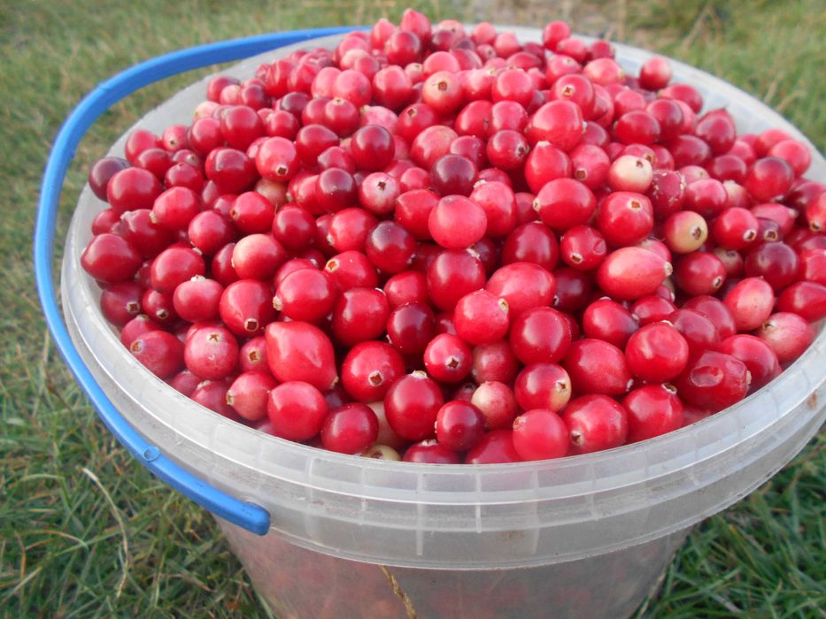 Продам свіжозібрану дикорослу журавлину 15кг  очищену 2025р..