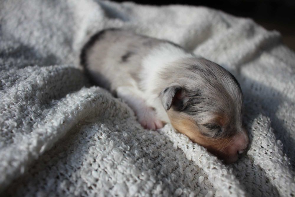 ZAREZERWOWANY owczarek szetlandzki blue merle ZKwP FCI sheltie