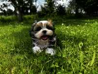 Szczeniak Shih-tzu