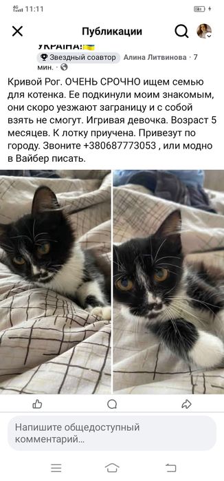 Котенок подросток бесплатно. Кошка. Котята даром. Кошечка.