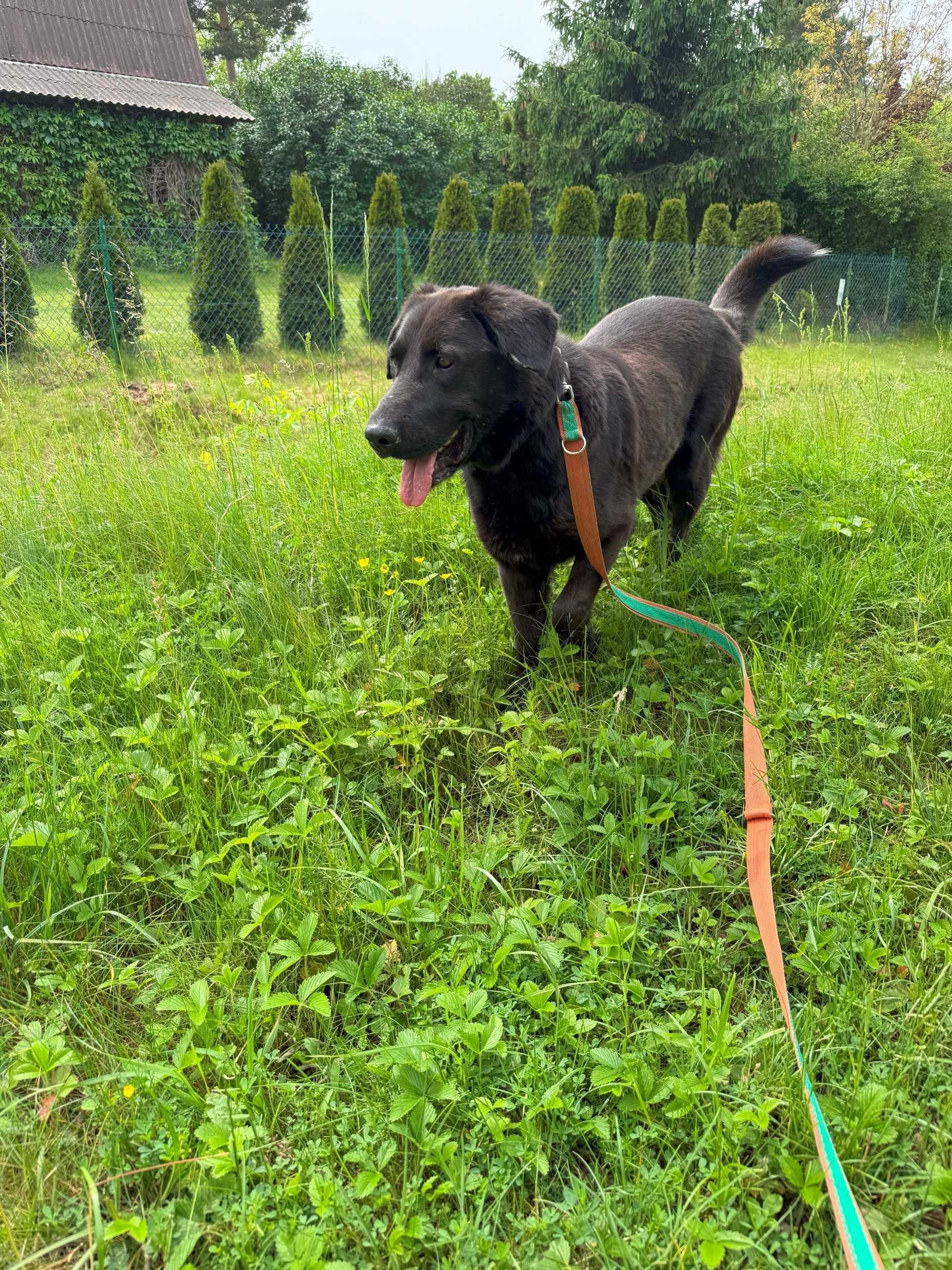 Guru - młody pies w typie labradora