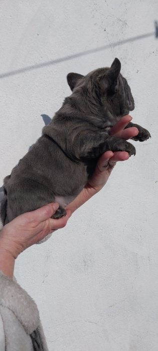 Вип  голубой мальчик