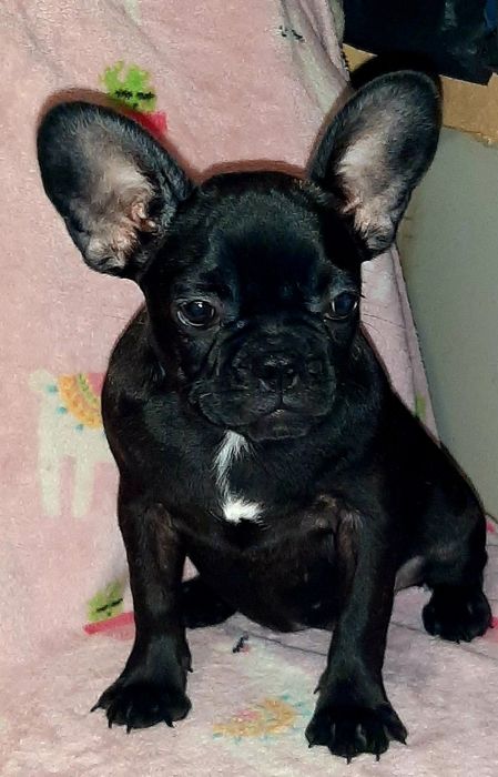 Чудо-дівчатка!Французики. Суми