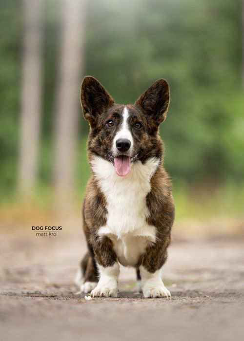 Planowany miot wiosna 2026 Welsh Corgi!