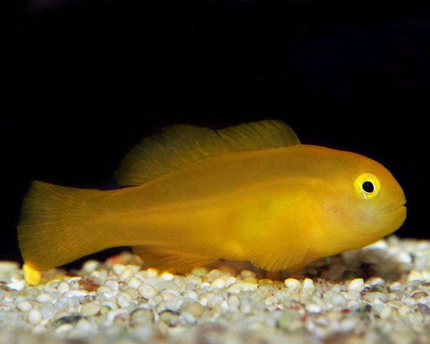 Akwarium morskie - Gobiodon okinawae