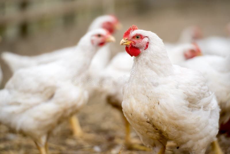 Kup Kurki Nioski z Gwarancją Zdrowia i Opieką Weterynaryjną!