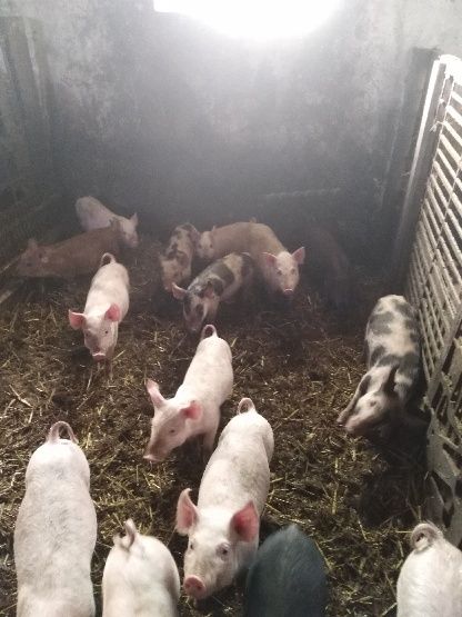 Sprzedam prosięta białe i mangalice