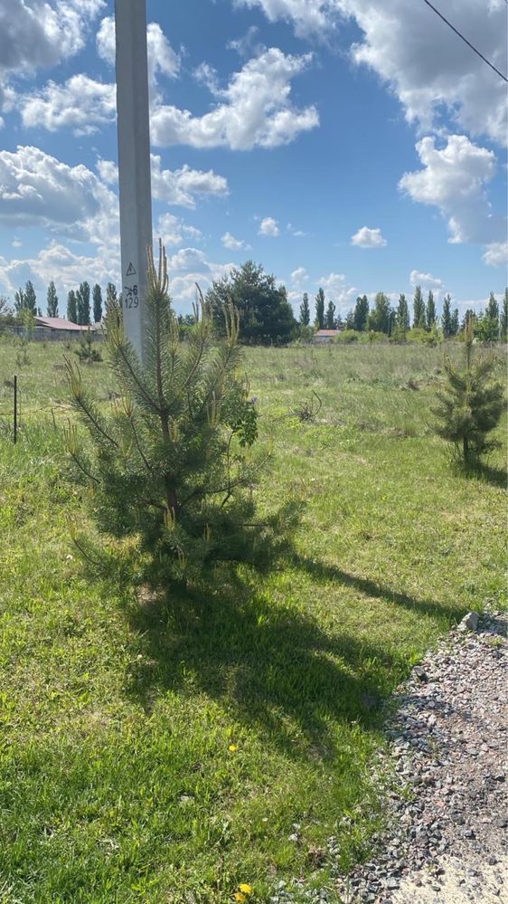 Рівна ділянка в затишному місці