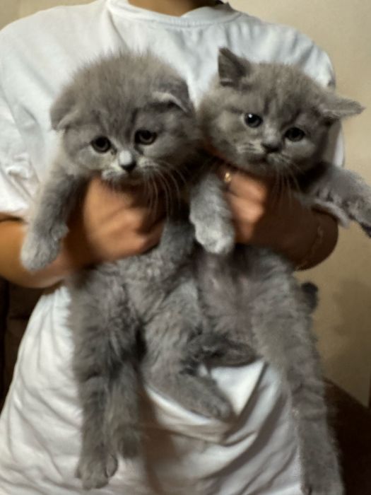 Кошенята висловушки .Дівчата і хлопчики
