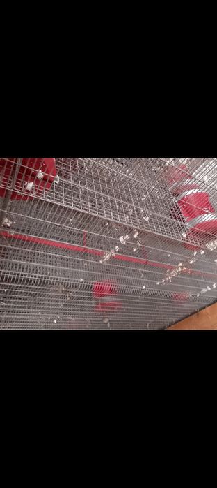 Klatki dla królików