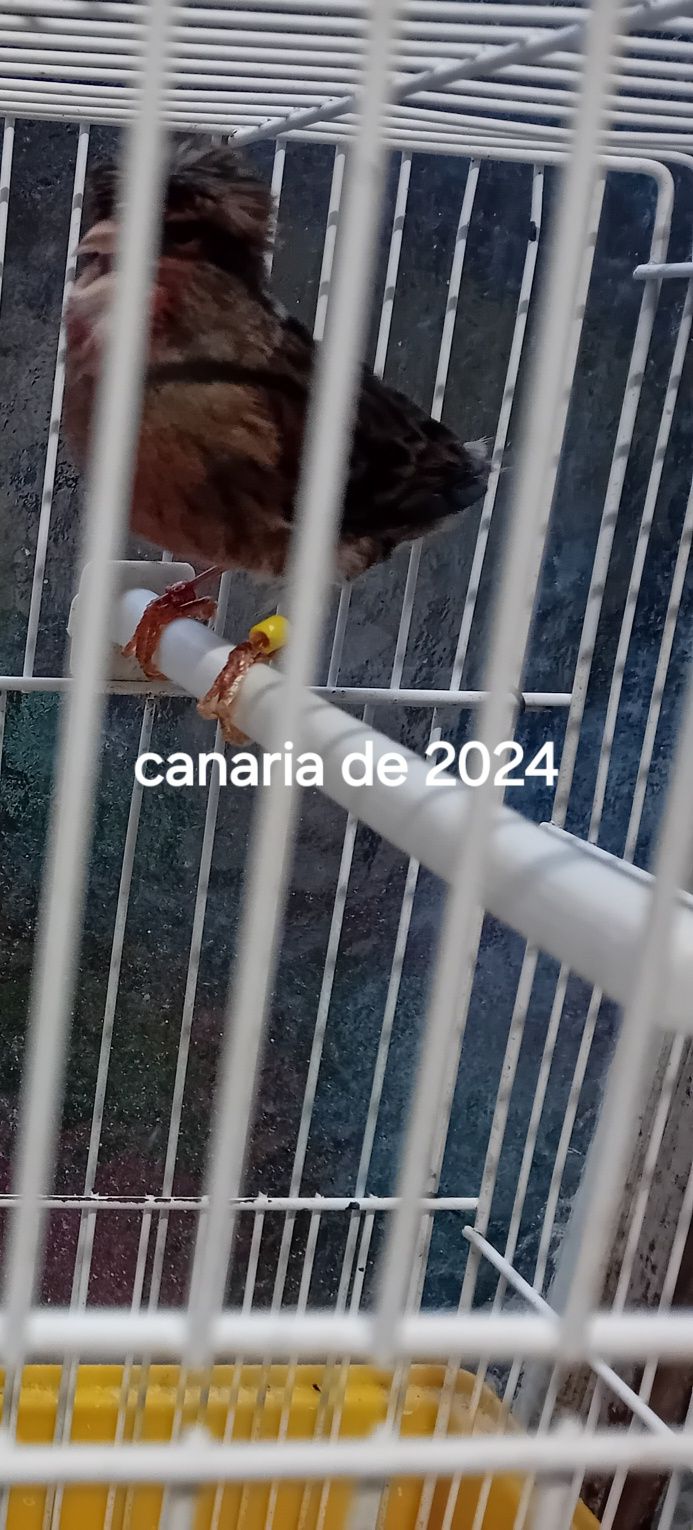 Canarias de Arlequins 2024