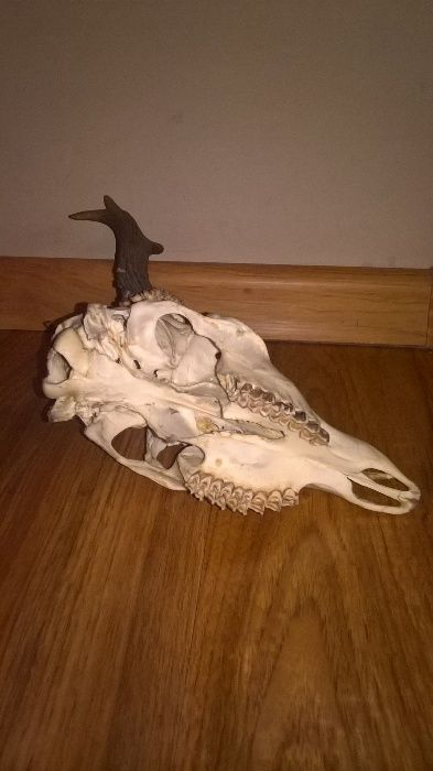 Bardzo ładne poroże, rogi, trofeum.