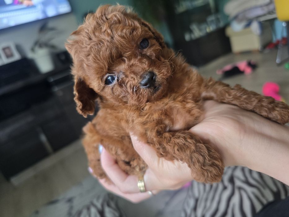 Pudel toy red brown chłopiec chińskie geny
