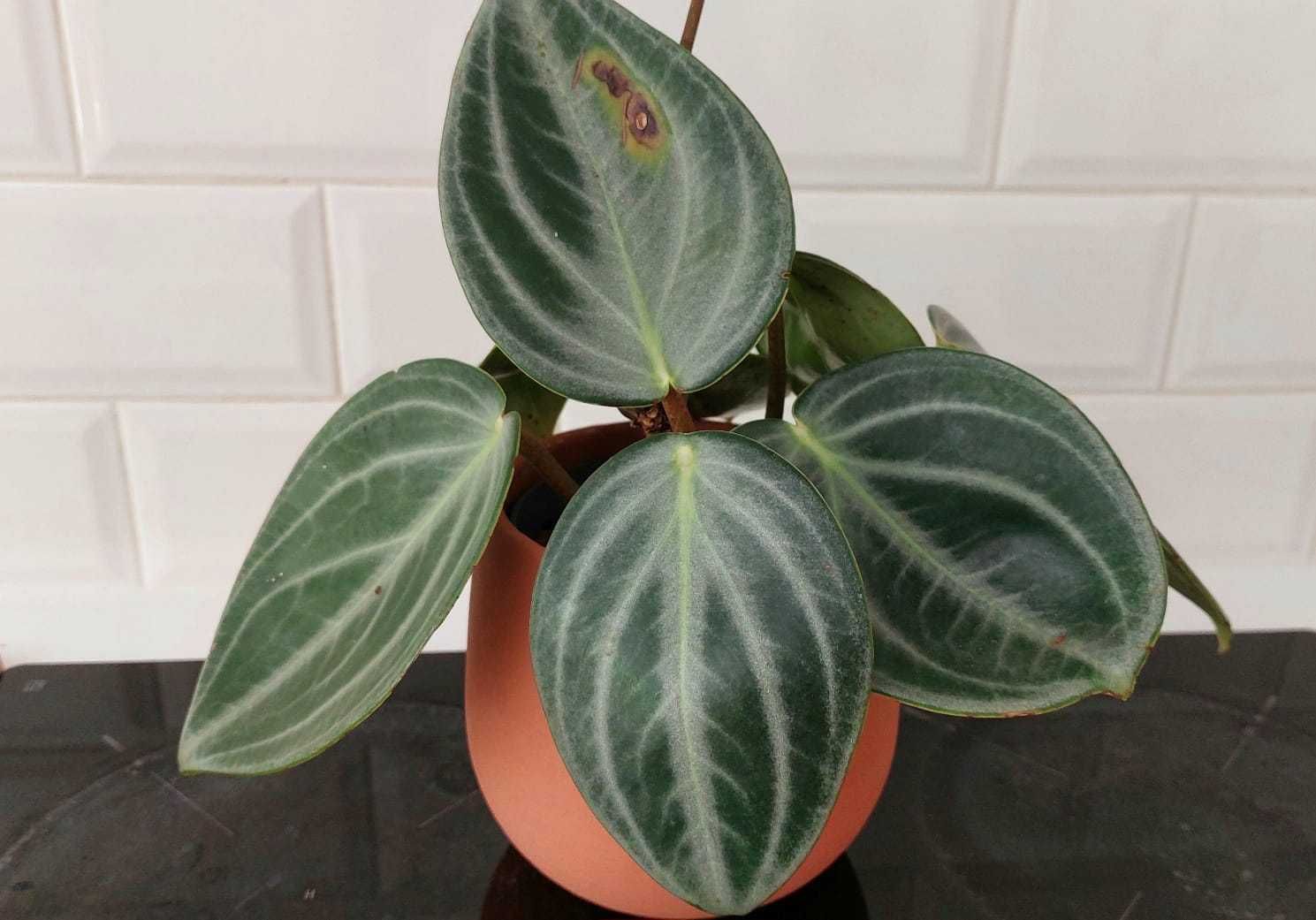 Planta Peperomia Sarcophylla
