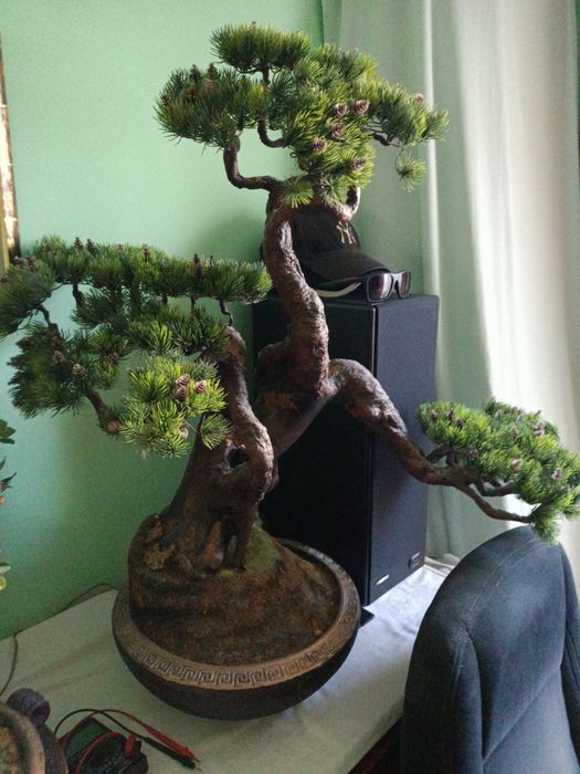 Декоративное домашнее дерево бонсай