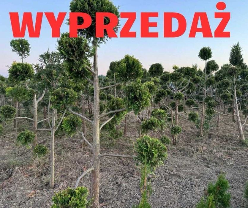 Wyprzedaż tuja SZMARAGD,Bonsai,kule,GOLD