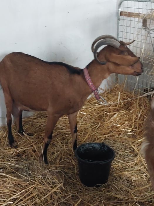 Sprzedam   zakocone kozy