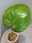Monstera Green on Green