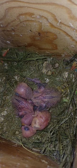 caturas  e  rosicollis  para Criar  a mão