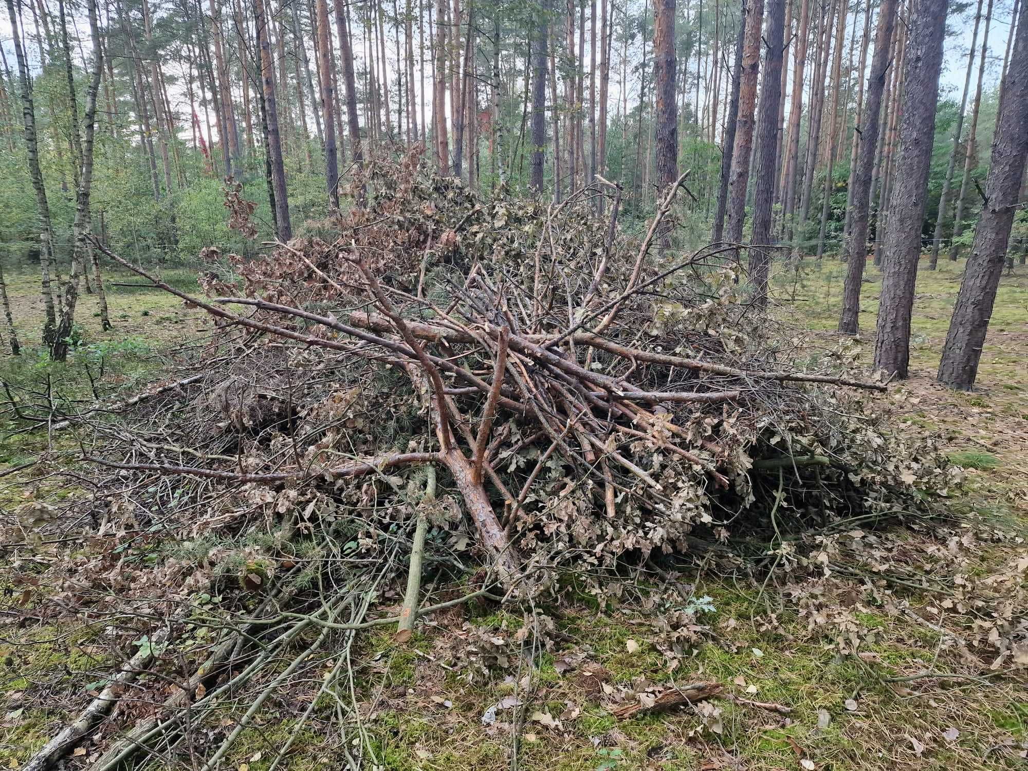 Gałęzie chrust oddam za darmo, wydam