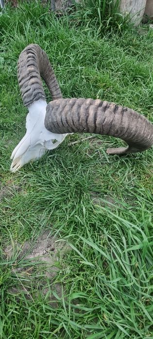 Muflony rogi poroża wieńce