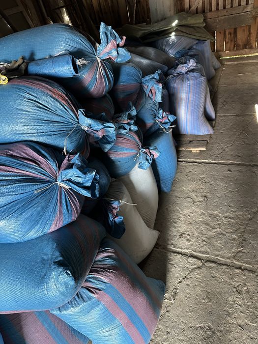 Sprzedam owies jary oraz pszenżyto ozime zbiór 2025