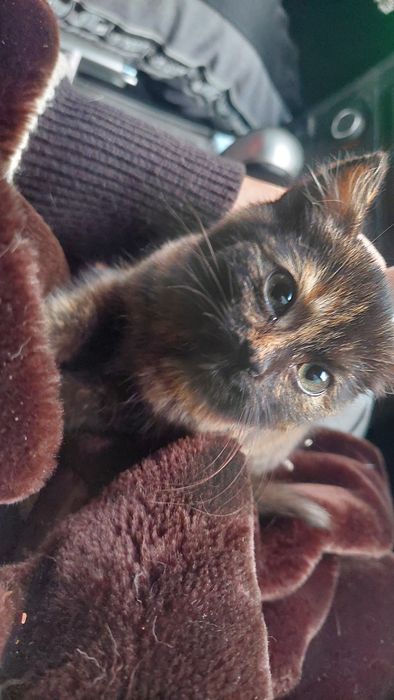 Кошенятко в добрі руки