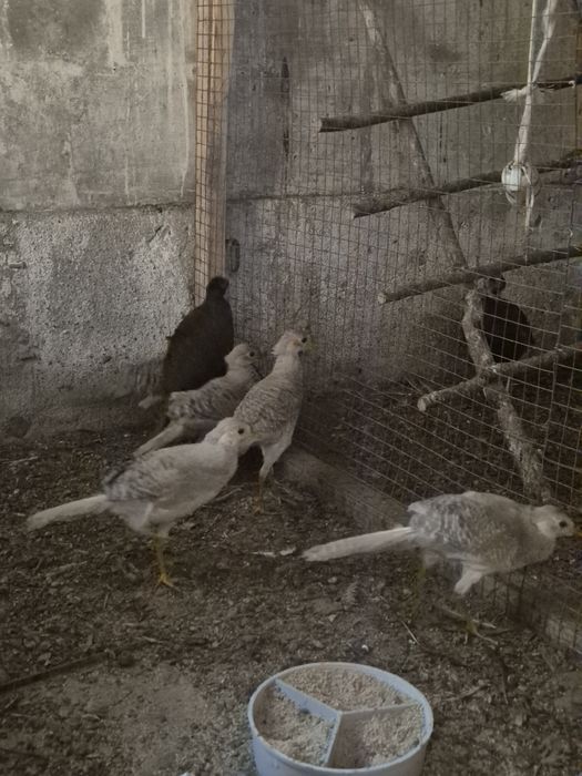 Młode bażanty z wiosny