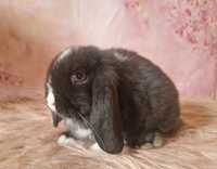 Piękny króliczek 100%  Mini lop, legalna Hodowla, do odbioru