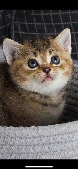 Шотландські дівчинки, кошенята, чорно золота шиншилла з паспортом