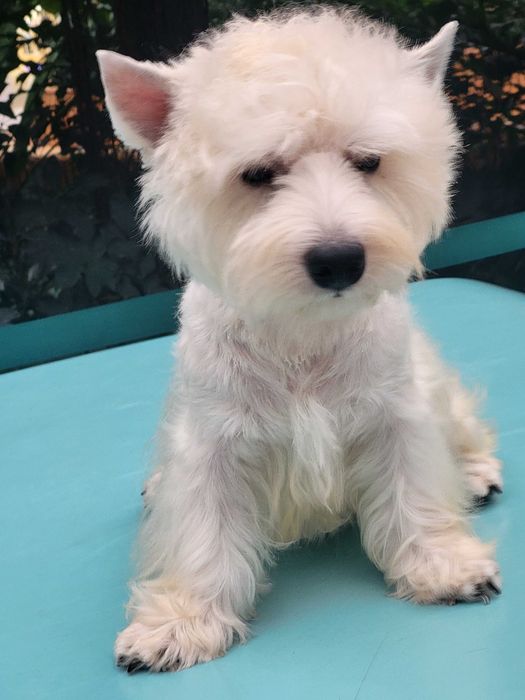 Якщо ви мрієте о цуценяті Вест Хайленд Уайт Тер'єрі